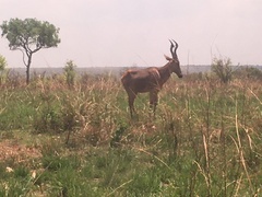 Alcelaphus buselaphus lelwel