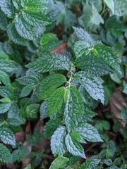 Elatostema parvum