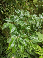 Lithocarpus corneus