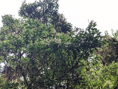 Lithocarpus corneus