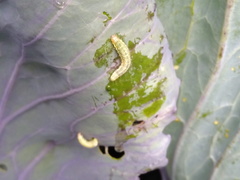 Evergestis forficalis