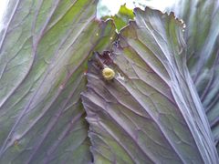 Evergestis forficalis