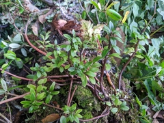 Sedum truncatistigmum