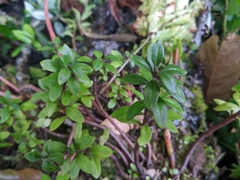 Sedum truncatistigmum