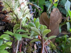 Sedum truncatistigmum