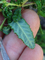 Ceanothus papillosus