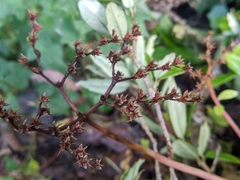 Sedum truncatistigmum