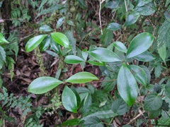 Ternstroemia gymnanthera