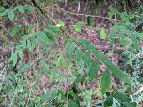 Hypericum geminiflorum