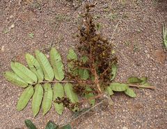 Trichoscypha barbata