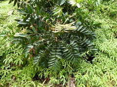 Trichoscypha barbata