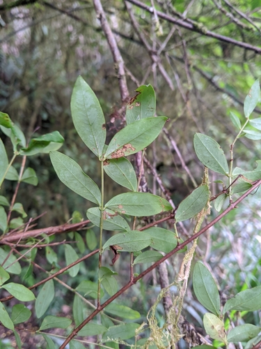 Hypericum geminiflorum