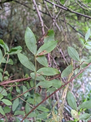 Hypericum geminiflorum simplicistylum