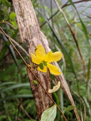 Hypericum geminiflorum simplicistylum