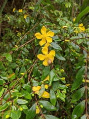 Hypericum geminiflorum simplicistylum