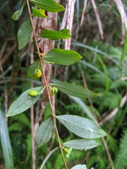 Hypericum geminiflorum simplicistylum