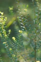 Pimelea flava flava