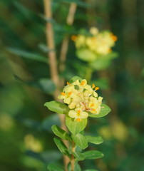 Pimelea flava flava