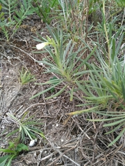 Onosma tanaitica