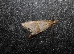 Euchromius superbellus