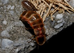 Nyctophila colorata