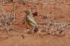 Ashbyia lovensis