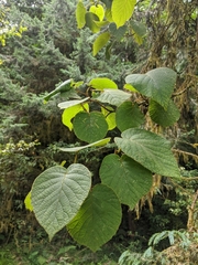 Actinidia setosa