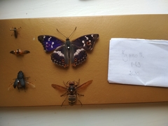 Dorcus parallelipipedus