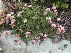Trifolium thalii