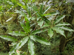 Machilus japonica