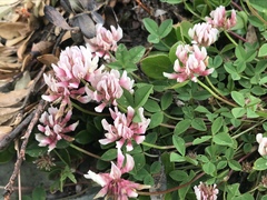 Trifolium thalii