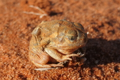 Sudell's Frog photo 5