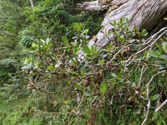 Rhododendron kawakamii