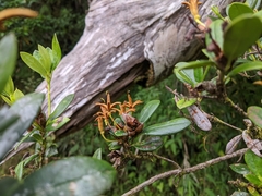 Rhododendron kawakamii