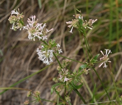Asperula aristata