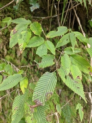 Carpinus rankanensis