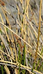 Pseudoschoenus inanis