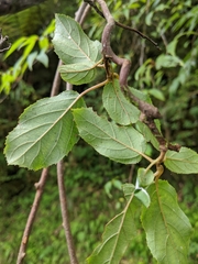 Actinidia rufa
