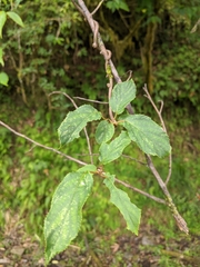 Actinidia rufa