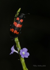 Hycleus biundulatus