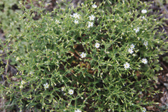 Stellaria dichotoma