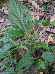 Boehmeria sieboldiana, photograph Cheng-Te Hsu, CC BY, iNaturalist via GBIF