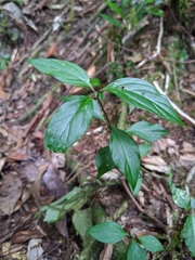 Lysimachia ardisioides