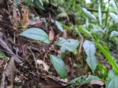 Lysimachia ardisioides