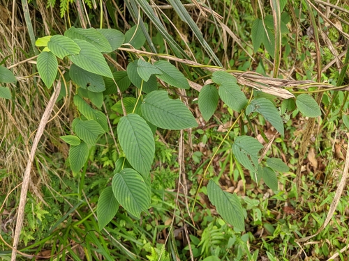 Image of Berchemia floribunda by (c) Cheng-Te Hsu, some rights reserved (CC BY)