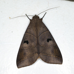 Thyas coronata