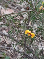 Dillwynia tenuifolia