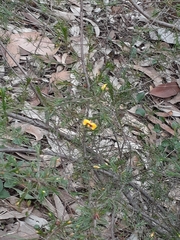 Dillwynia tenuifolia