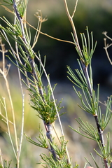 Anginon fruticosum