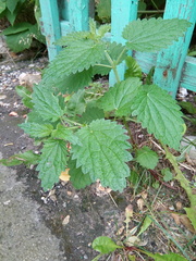 Urtica dioica